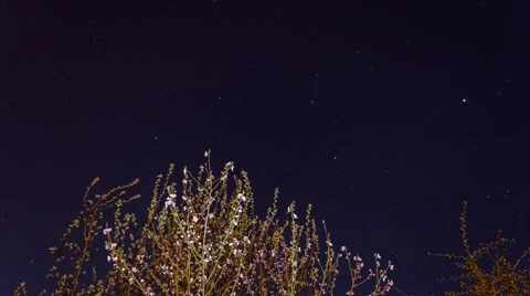 Blooming apricot tree under night sky Stock Footage 48951359