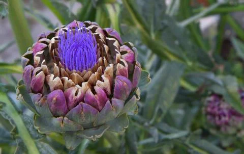 Blooming artichokes Stock Photos