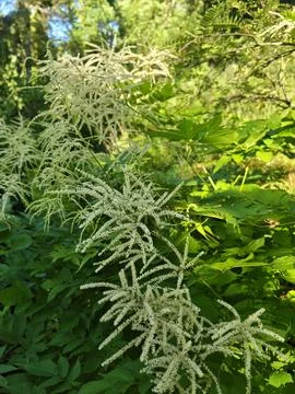 Blooming Aruncus dioicus Goat's Beard in Forest Sunlight Фото