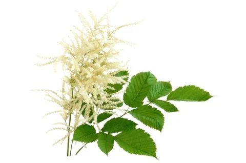 Blooming aruncus dioicus Stock Photos