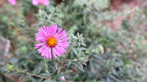 Blooming aster flower close up. Small blooming pink flower with green leaves Stock Footage 300175394