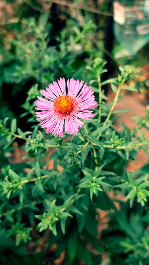 Blooming aster flower close up. Small blooming pink flower green leaves Vertical Stock Footage 300175557