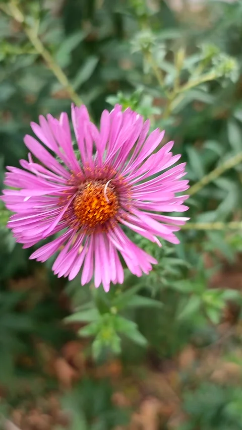 Blooming aster flower close up. Small blooming pink flower green leaves Vertical Stock Footage 305775425