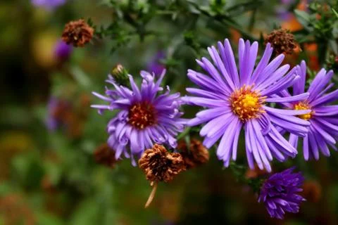 Blooming aster New Belgian in late autumn. Violet flowers under the snow. Stock Photos