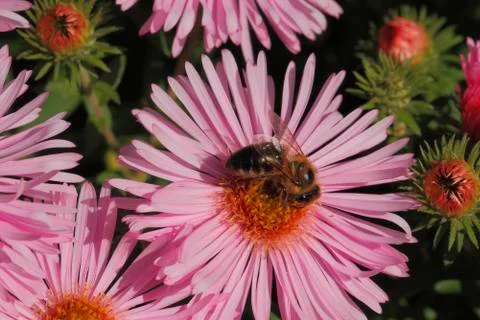 Blooming asters with bee Stock Photos
