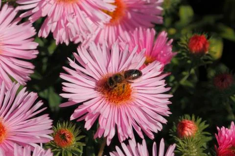 Blooming asters with bee Stock Photos