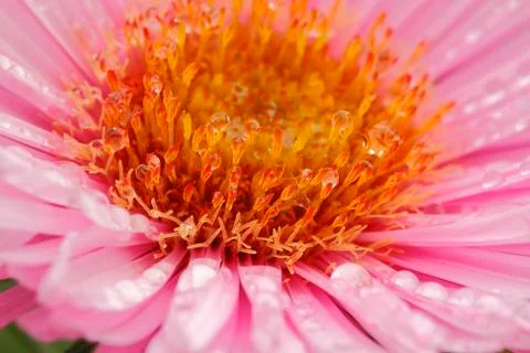 Blooming asters Stock Photos