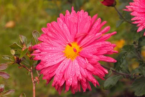 Blooming asters Stock Photos