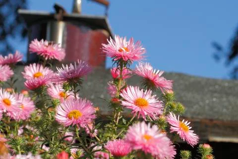 Blooming asters Stock Photos