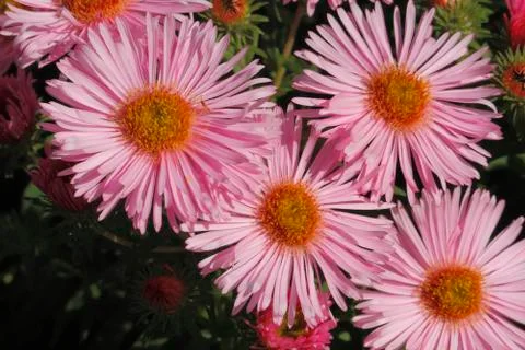 Blooming asters Foto stock