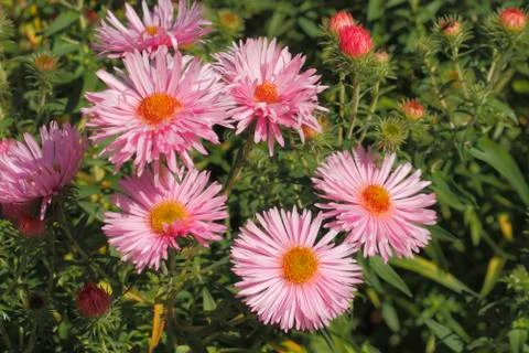 Blooming asters Foto stock