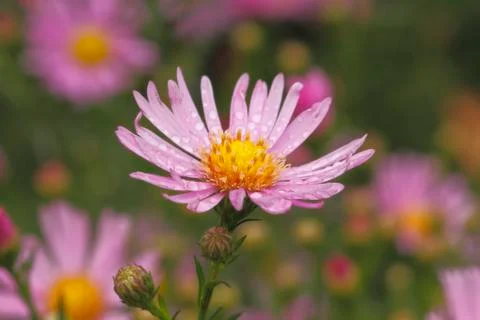 Blooming asters Stock Photos