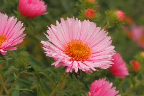 Blooming asters Foto stock
