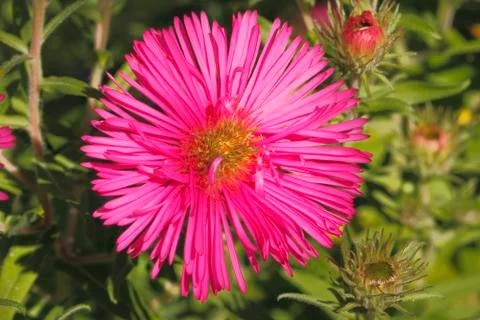 Blooming asters Stock Photos