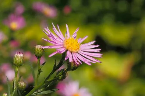 Blooming asters Stock Photos