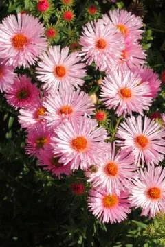 Blooming asters Stock Photos