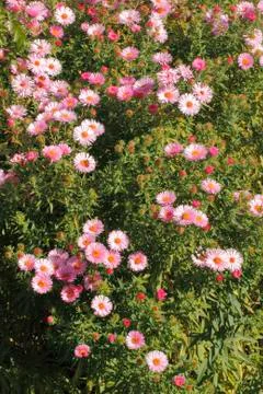 Blooming asters Foto stock