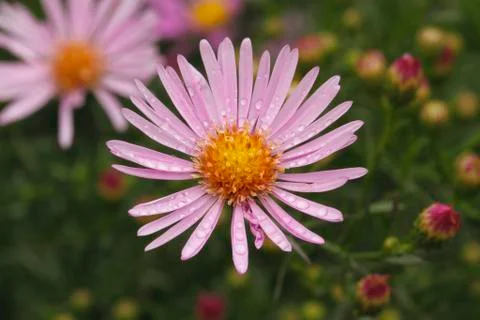Blooming asters Foto stock