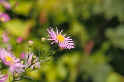 Blooming asters 스톡 사진