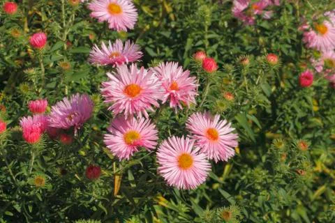 Blooming asters Stock Photos