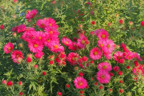 Blooming asters Stock Photos