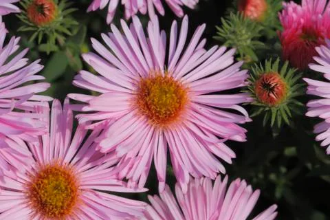 Blooming asters Foto stock