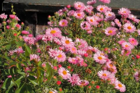Blooming asters Stock Photos