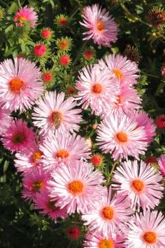 Blooming asters Stock Photos