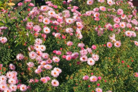 Blooming asters Stock Photos