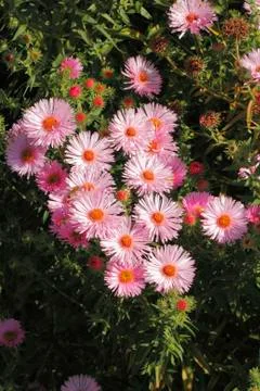 Blooming asters Stock Photos