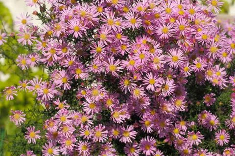 Blooming asters Stock Photos
