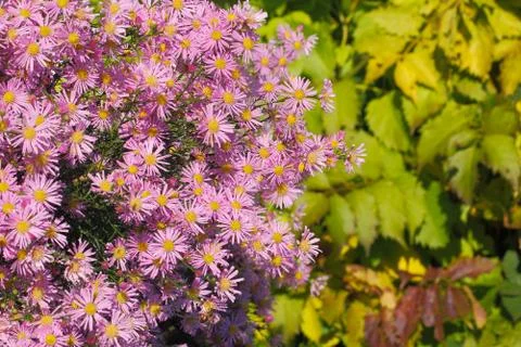Blooming asters Stock Photos