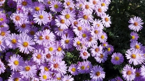 Blooming asters . View from above. Fly buzzer. Stock Footage 232918926