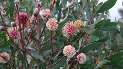 Blooming Australian native flora, Hakea laurina Pincushion Hakea Stock Footage 276717172