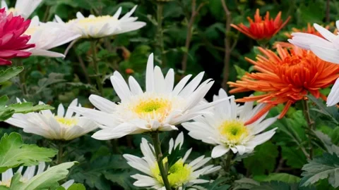 Blooming autumn flowers close-up frames Video stock 254927004