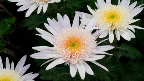 Blooming autumn flowers close-up frames Stock Footage 254927135