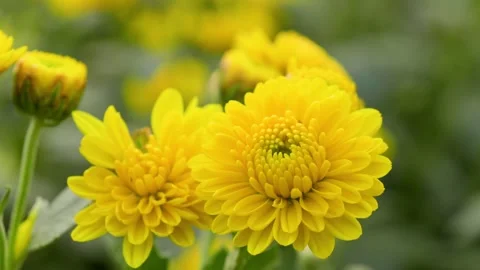 Blooming autumn flowers close-up frames Stock Footage 254927197