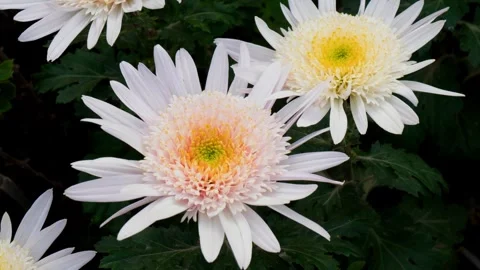 Blooming autumn flowers close-up frames Stock Footage 254927330