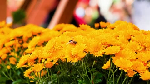 Blooming autumn flowers close-up frames Stock Footage 254928610