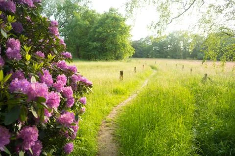 Blooming azalea Stock Photos