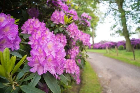 Blooming azalea Stock Photos