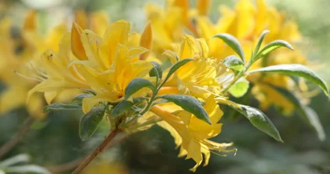 Blooming azaleas closeup Stock Footage 100672722