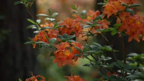 Blooming azaleas closeup Stock Footage 100672769