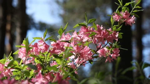 Blooming azaleas closeup 스톡 동영상 100673134