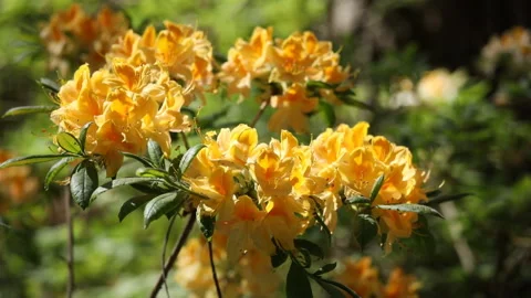 Blooming azaleas closeup Stock Footage 100673244
