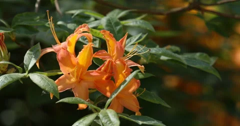 Blooming azaleas closeup 스톡 동영상 100674389