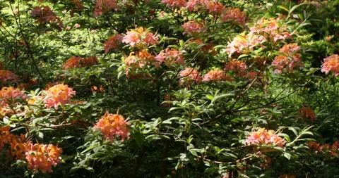Blooming azaleas Stock Footage 100670570