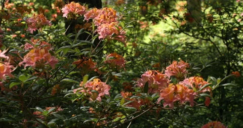 Blooming azaleas Video stock 100671323