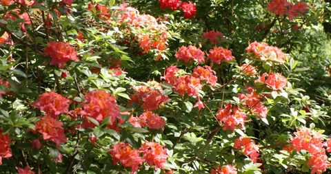 Blooming azaleas Stock-Footage 100671659