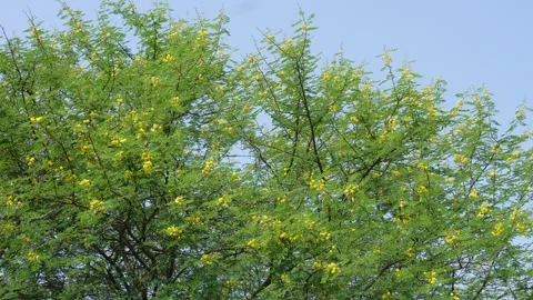 Blooming babool tree Video stock 342807475